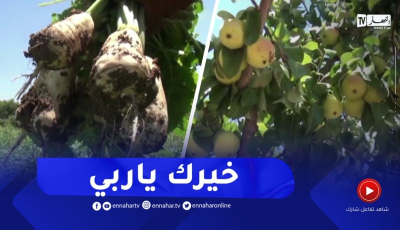 ميلة : مساحات قاحلة تتحول إلى جنة من الفواكه والخضر
