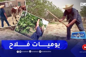 جزائريون: جهيد.. فلاح مثابر يتحدى الصعاب برأس ولمان