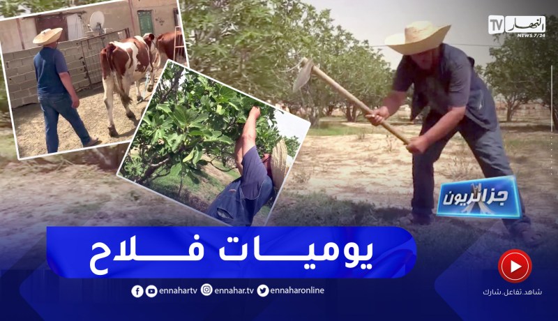 جزائريون: جهيد.. فلاح مثابر يتحدى الصعاب برأس ولمان