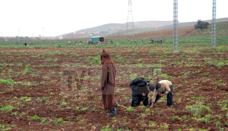 بيان السياسة العامة للحكومة: تعزيز الأمن الغذائي المستدام وخفض الواردات