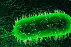 الصحة العالمية تدق ناقوس الخطر حول “تفشي الكوليرا”