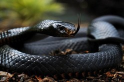 أفعى المامبا السوداء تقتل 3 أفراد في هجوم واحد