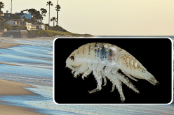 تأكل اللحم وتسحب الدم.. مخلوقات ترعب رواد شواطئ كاليفورنيا بأمريكا