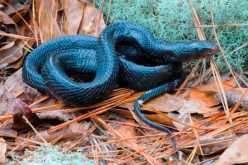 إغلاق شارع في أمريكا بسبب الثعابين