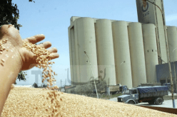 هذه أسعار بيع البذور للموسم الفلاحي الجديد