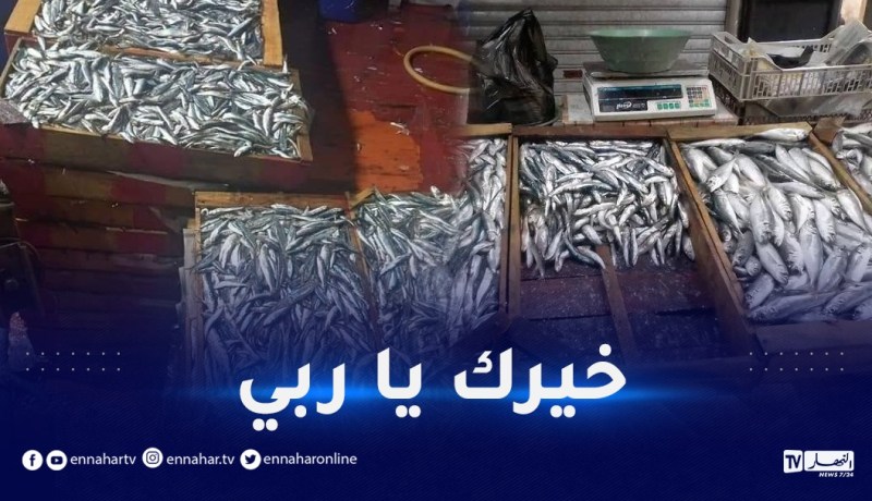 “السردين” و”الساوريل”.. وفرة كبيرة وأسعار قليلة