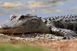 بالفيديو.. إعصار فلوريدا يخرج تمساحا إلى الشوارع