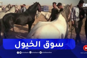 تيارت : إنتعاش عملية بيع و شراء الخيول العربية والبربربة بالمناسبات التقليدية
