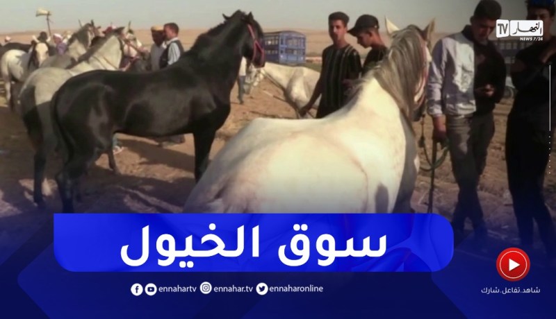 تيارت : إنتعاش عملية بيع و شراء الخيول العربية والبربربة بالمناسبات التقليدية