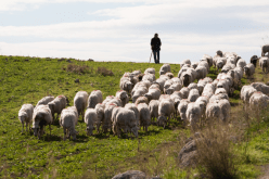 راعي أغنام يتحول إلى مليونير في قصة أغرب من الخيال