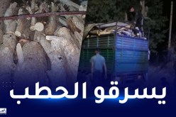سيدي بلعباس.. توقيف عصابات محتصة في سرقة الخشب بسيدي علي بن يوب