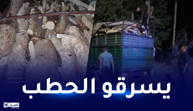 سيدي بلعباس.. توقيف عصابات محتصة في سرقة الخشب بسيدي علي بن يوب