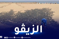 ظهور سائل غريب في شاطئ بومرداس.. مصالح البيئة توضح!