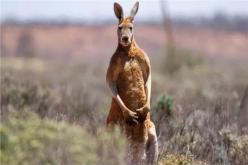 كنغر يقتل صاحبه ويمنع المسعفين من الوصول إليه