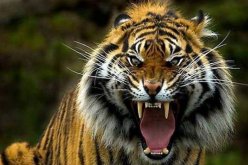 أم هندية تنقذ طفلها من فكي نمر