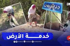 جزائريون: عجوز جزائرية تقاوم الزمن بزراعة الأرض
