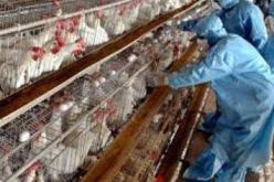 تسجيل بؤرة لأنفلونزا الطيور في المدية