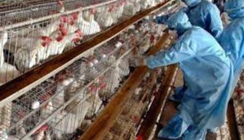 تسجيل بؤرة لأنفلونزا الطيور في المدية