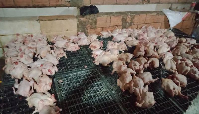 بجاية: الدرك يحجز أزيد من 20 قنطار من الدجاج الفاسد بمذبح سري في بوخليفة