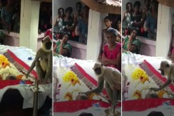 فيديو مؤثر.. هكذا ودع قرد صاحبه خلال دفنه