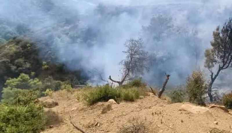 الشلف: إخماد حريق بغابة بوقرابة في ضواحي جبل بيسة ببني حواء