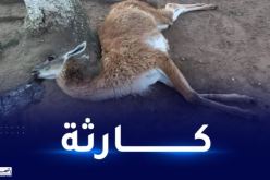 جيجل..ظاهرة نفوق الحيوانات متواصلة بحديقة التسلية في العوانة