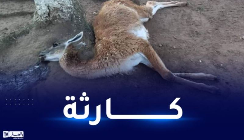 جيجل..ظاهرة نفوق الحيوانات متواصلة بحديقة التسلية في العوانة