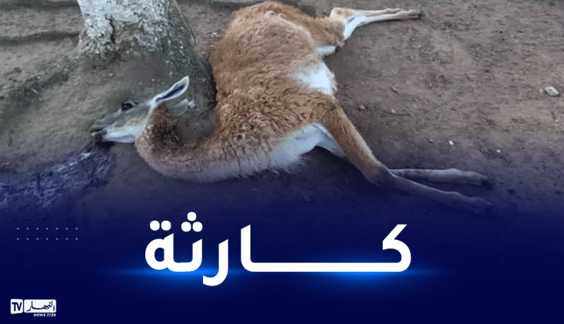 جيجل: نفوق عدد من الحيوانات بحديقة العوانة