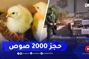 حجز 2000 صوص دجاج مجهولة المصدر في الطارف