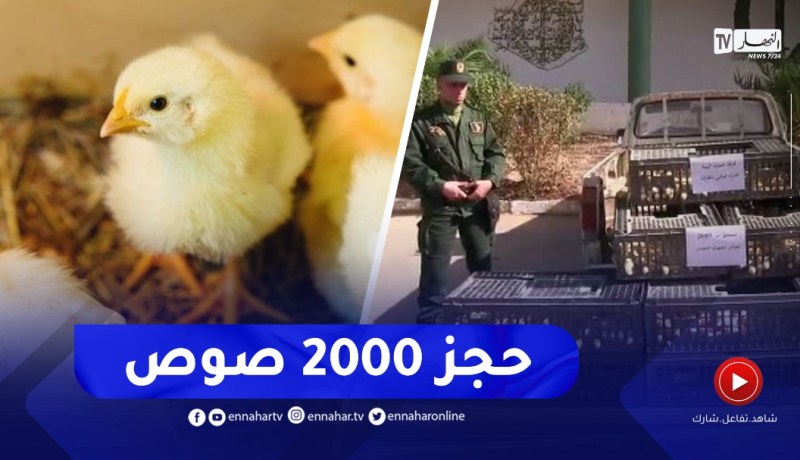 حجز 2000 صوص دجاج مجهولة المصدر في الطارف