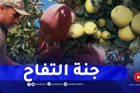 ريبورتاج: باتنة .. مملكة التفاح الجبلي