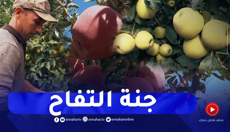 ريبورتاج: باتنة .. مملكة التفاح الجبلي