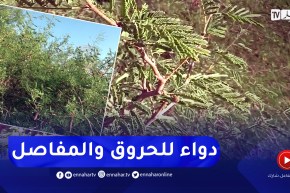 المغير: شجرة الصنت العربي النادرة صيدلية الصحراء