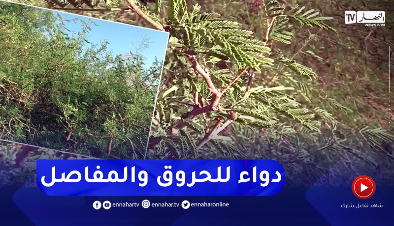 المغير: شجرة الصنت العربي النادرة صيدلية الصحراء
