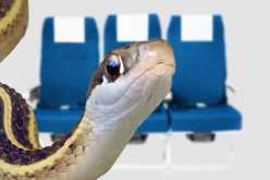 أمريكا: ثعبان بين ركاب طائرة يثير الذعر