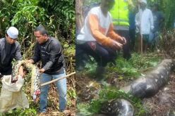 ثعبان عملاق يلتهم امرأة في أندونيسيا