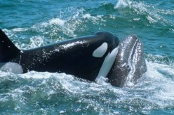 بالفيديو.. معركة وصراخ بين نوعين من الحيتان