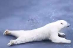 فيديو حقق الملايين.. دب زاحف فوق المياه المتجمدة