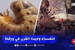 الإشتباه بإكتشاف أول حالة لخنفساء وحيدة القرن بواحات النخيل في ورقلة