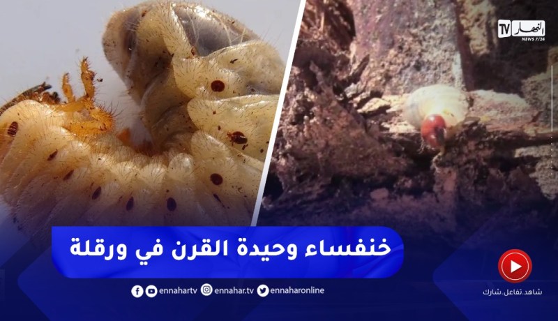 الإشتباه بإكتشاف أول حالة لخنفساء وحيدة القرن بواحات النخيل في ورقلة