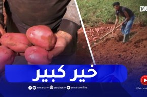 النعامة: إنطلاق عملية جني البطاطا وتوقعات إنتاج 400 قنطار في الهكتار بصفيصيفة