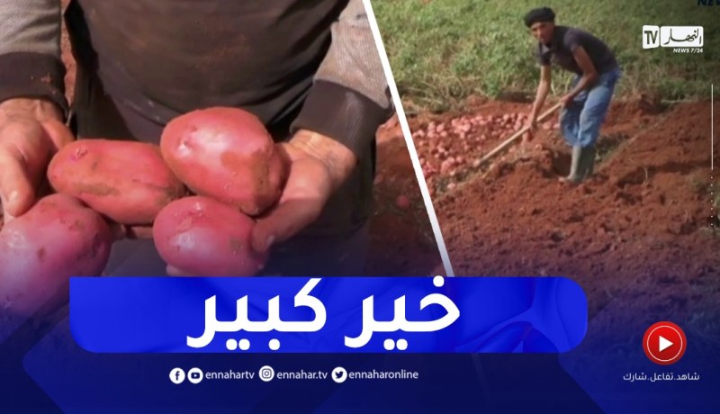 النعامة: إنطلاق عملية جني البطاطا وتوقعات إنتاج 400 قنطار في الهكتار بصفيصيفة