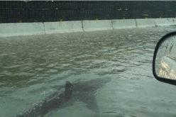 بالفيديو.. قرش يسبح في شوارع فلوريدا