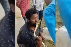 بالفيديو.. شاب متهور حاول تقبيل كوبرا سامة