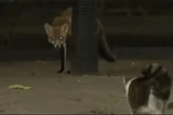 بالفيديو.. مقر حكومة بريطانيا يشهد مواجهة شرسة بين قط وثعلب