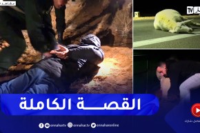 حادثة إطلاق النـ ـار على لصوص المواشي بتبسة.. النهار تقتصي الحقيقة