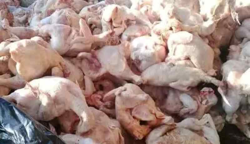 الشلف: حجز قنطارين من اللحوم في مركبات غير مهيأة للنقل