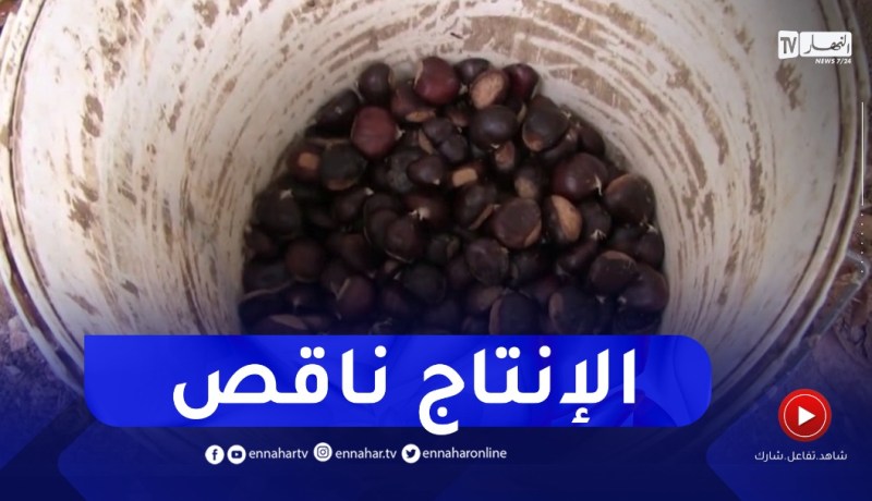 سكيكدة : تراجع كبير في منتوج “الكستناء” القسطل بسبب الجفاف والأمراض