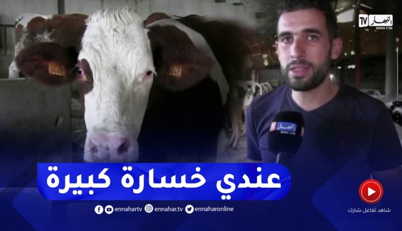 بجاية : الحمى القلاعية تكبد الفلاح محمد خسائر في عدد من رؤوس الأبقار