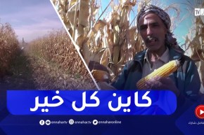 انطلاق عملية جني الذرة الصفراء وتوقعات بانتاج 60 قنطار في الهكتار بالنعامة